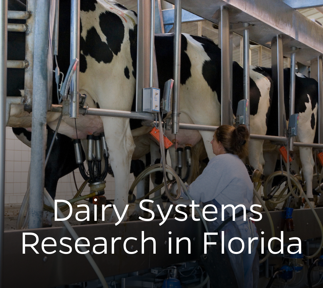 Woman milking a cow on a high technology dairy farm in Florida